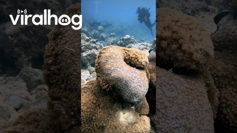 Soft Coral Displays Defense Mechanism || ViralHog