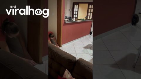 Woman Tries to Scare Cat, but Ends Up Being Scared Instead || ViralHog