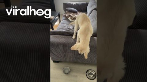 Dog Climbs Over Couch to Avoid Trail of Treats || ViralHog