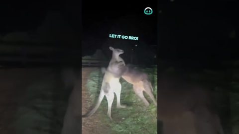 These Kangas Had One Too Many || ViralHog
