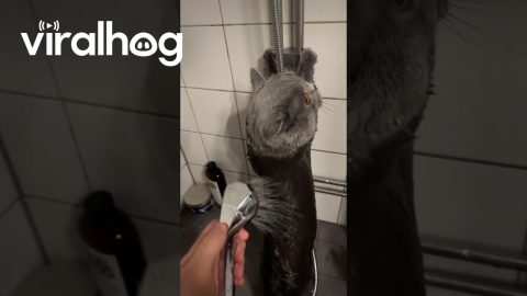 Gray Cat Stands Still for Shower || ViralHog