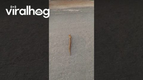 Strange Snake in South Africa || ViralHog
