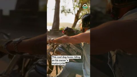 Dog Rides Harley To Beach || ViralHog