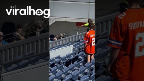 Raccoon Crashes Broncos' Game || ViralHog