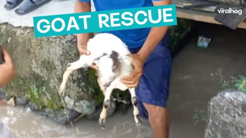 Goat Rescue || ViralHog