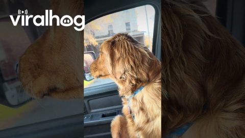 Sneaky Golden Retriever Drinks Dad's Blue Slushie || ViralHog
