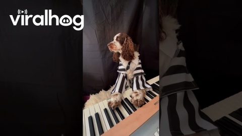 Pup Plays Halloween Composition On Piano || ViralHog