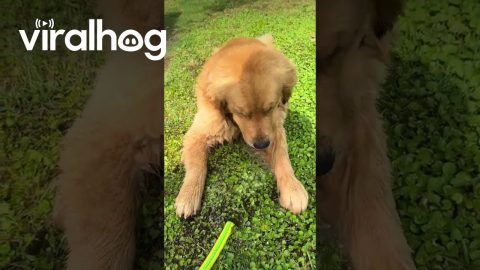 This Golden Retriever Can Sleep Anywhere || ViralHog