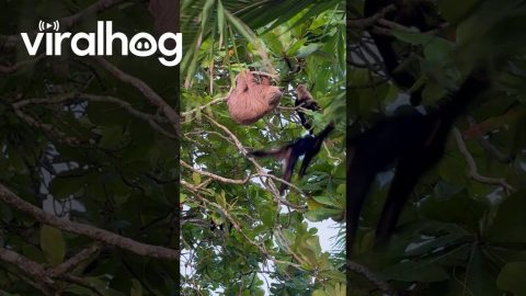 Sloth Holds on Tight to Tree Branch || ViralHog