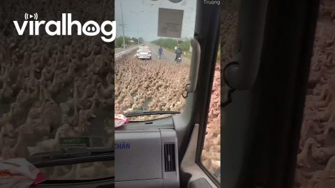 Ducks Stop Traffic || ViralHog