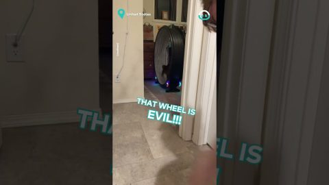 Dog Can't Believe Cat In A Wheel || ViralHog
