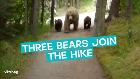 Three Bears Join The Hike || ViralHog