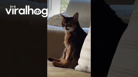Cat With Stuck Lip Sneers From Sofa || ViralHog