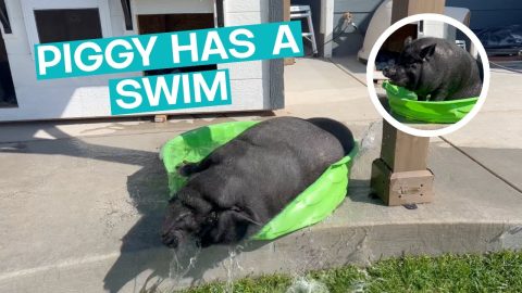 Pig Cools Off In Paddling Pool || ViralHog