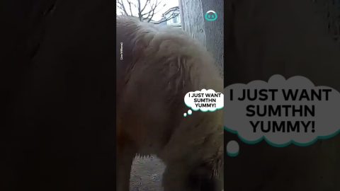 This Package Thief Is a Bit Fluffier Than Expected || ViralHog