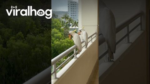 Cockatoos Help Themselves to Leftover Pizza || ViralHog