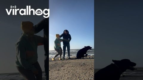 Butt-Scootin' Pup Spoils Beach Photo || ViralHog