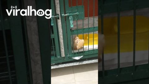 Tiny Kitten Escapes Kennel || ViralHog