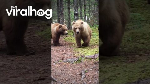 Close Encounter With Alaskan Brown Bears || ViralHog