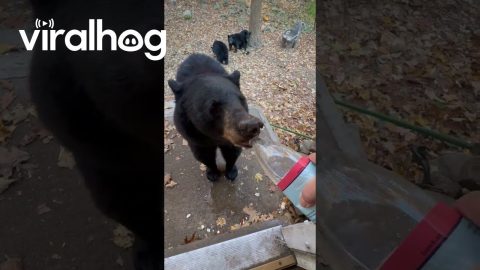 Giving a Drink of Water to Some Thirsty Bears || ViralHog
