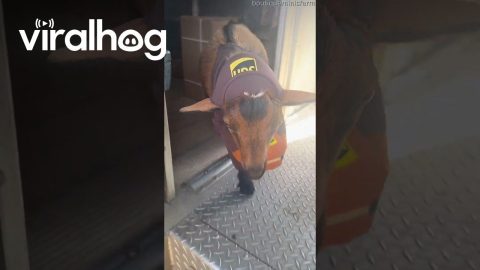Working Hard With Our Favorite Delivery Driver || ViralHog