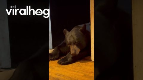 Nighttime Relaxation With Friendly Bear || ViralHog