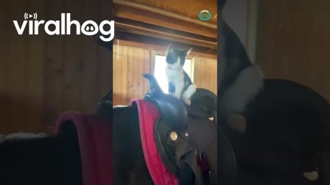 Cat Ready For Horse Ride || ViralHog