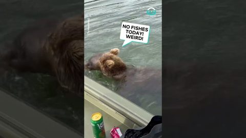 Bear Visits Fishing Boat || ViralHog