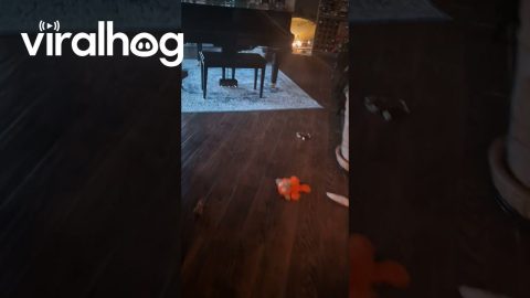 Hungry Pug Clangs Plate || ViralHog