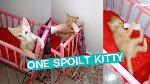 Kitten Gets Milk In Crib || ViralHog