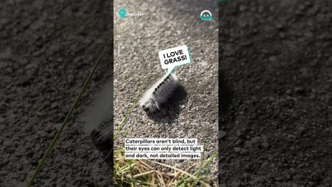 Caterpillar Finds Grass || ViralHog