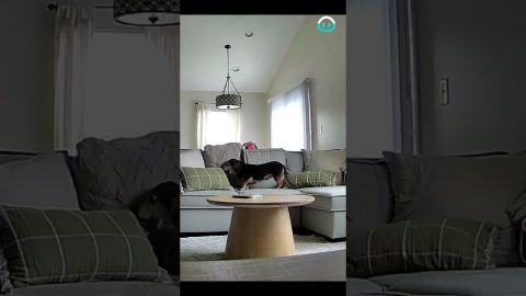 Dog Makes Cozy Nest On Sofa || ViralHog
