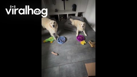 Good Dogs Can't Be Fooled || ViralHog