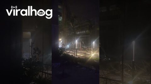 Hurricane Winds Downed Crane || ViralHog