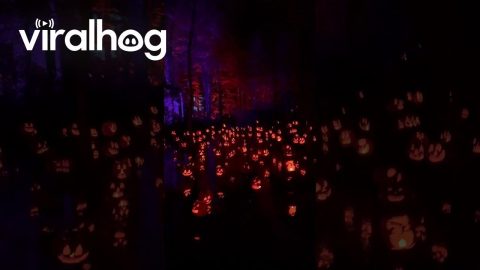 Jack O'Lantern Forest || ViralHog