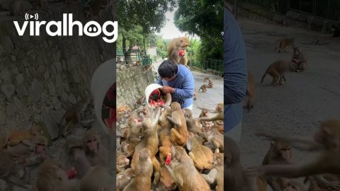 Feeding Monkeys a Bucket of Watermelon || ViralHog