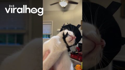 Kitten Is Dramatic Over Witch's Hat Costume || ViralHog