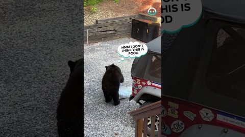 Nosy Bear Raids Jeep for Snacks || ViralHog