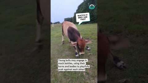 Friendly Cow Wants to Play || ViralHog