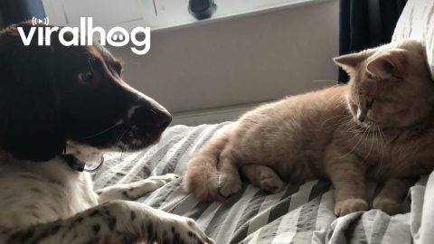 Dog Wants to Keep Hand to Herself || ViralHog