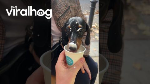Maggie Loves Her Puppuccino || ViralHog