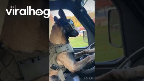 Doggy Driver || ViralHog