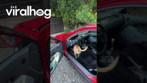 Dog Presses Car's Accelerator || ViralHog