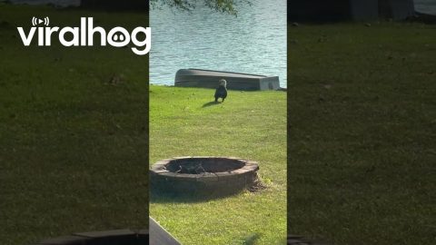 Bald Eagle Eating Catfish || ViralHog