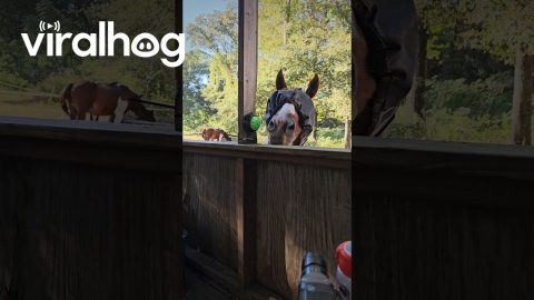 Winston Wants to Tell You Something || ViralHog