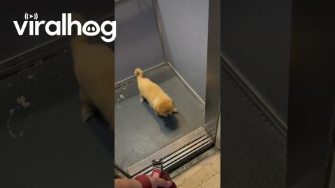 Old Pup Stares At Back Of Elevator || ViralHog
