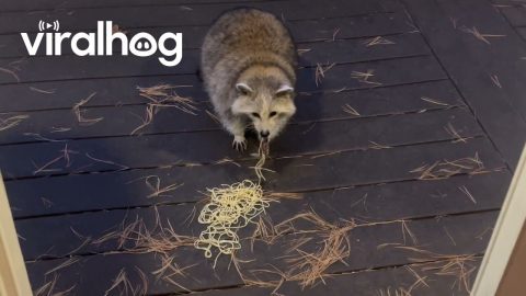 Grandma Raccoon Enjoying National Pasta Day || ViralHog