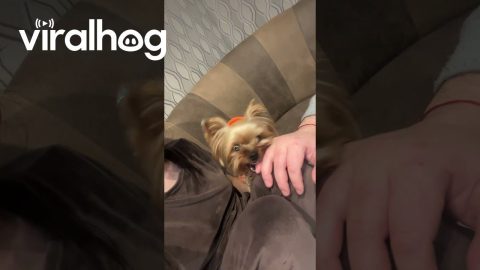 Jealous Yorkie Bites Hand || ViralHog