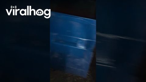 Bear Cubs Rescued From Dumpster || ViralHog
