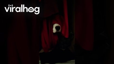 Beagle Finds the Perfect Hiding Spot || ViralHog
